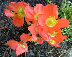 Alpine Poppy Peach