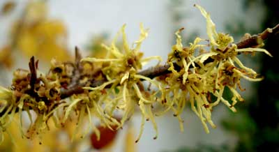 Witchhazel