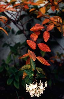 Peegee Hydrangea