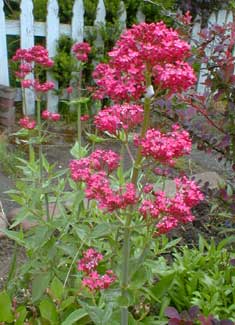 Red Valerian