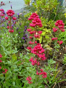 Red Valerian