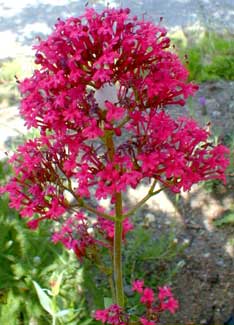 Red Valerian