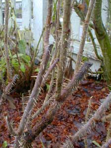 Rugosa  thorns