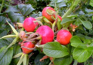 Rugosa