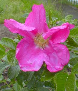 Rugosa