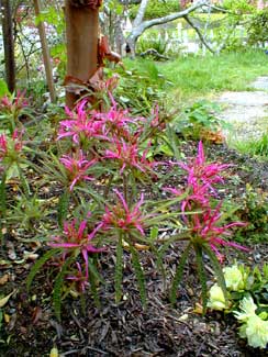 Spider Azalea