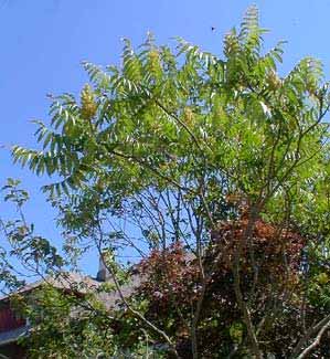 staghorn sumac tree
