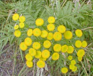 Common Tansy