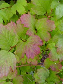 Highbush Cranberry