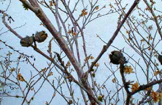 Witchhazel